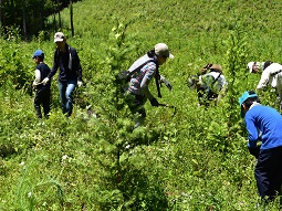大人の背丈ほどまで大きく育った雑草木やツルを鎌を使い刈り取ります。植栽した落葉松の苗木の成長を助け形質劣化を防ぐ重要な活動です。